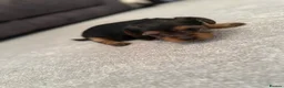 Yorkshire Terrier dogs for sale: Yorkshire Terrier  in Colchester - Advert 11