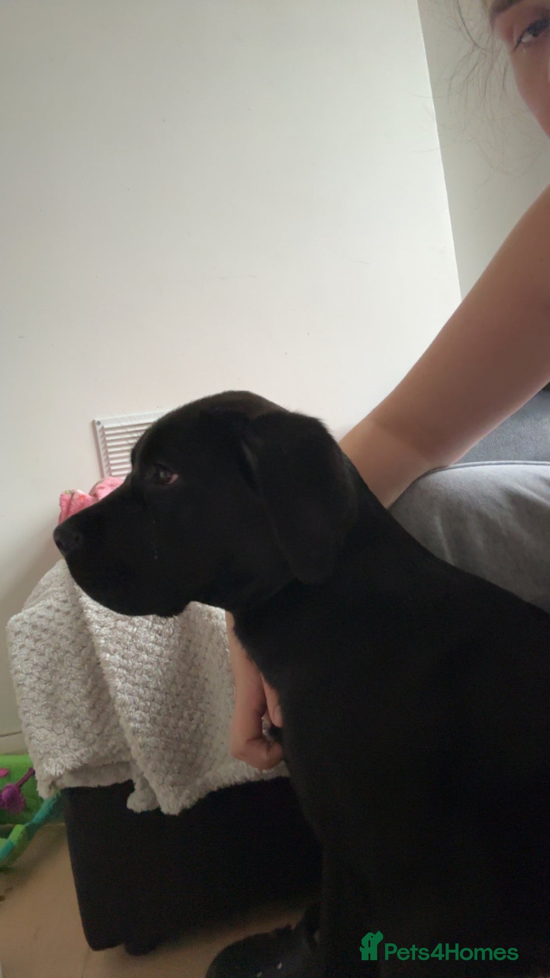 Cane Corso dogs for sale: Female Cane Corso Puppy - Advert 3