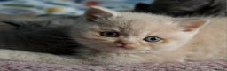 Scottish Fold cats for sale: Scottish Fold Kittens - Advert 6