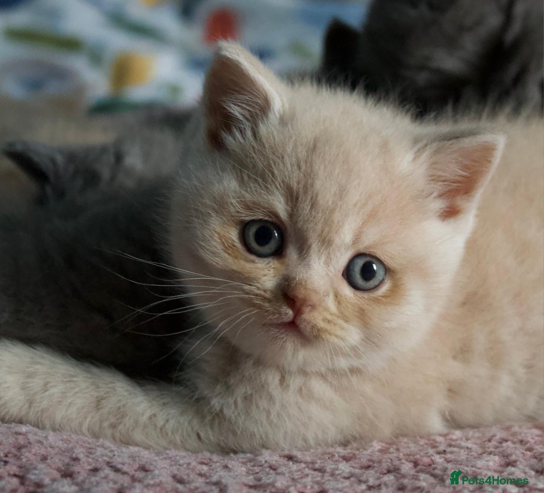 Scottish Fold cats for sale: Scottish Fold Kittens - Advert 6