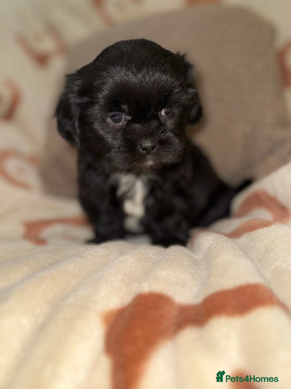 Shih Tzu dogs ❤️Stunning Black Shih Tzu Puppies💚 - Advert 4