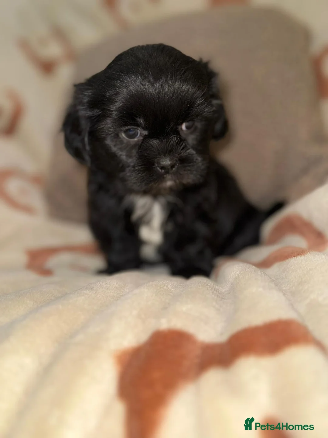 Shih Tzu dogs for sale: Stunning Black Shih Tzu Puppies - Advert 6