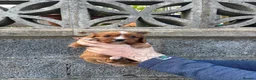 Cavalier King Charles Spaniel dogs for sale: Absolutely beautiful King Charles Cavalier puppies - Advert 19