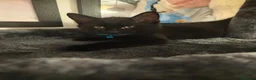 Mixed Breed cats for sale: Black Male Kitten - Advert 2