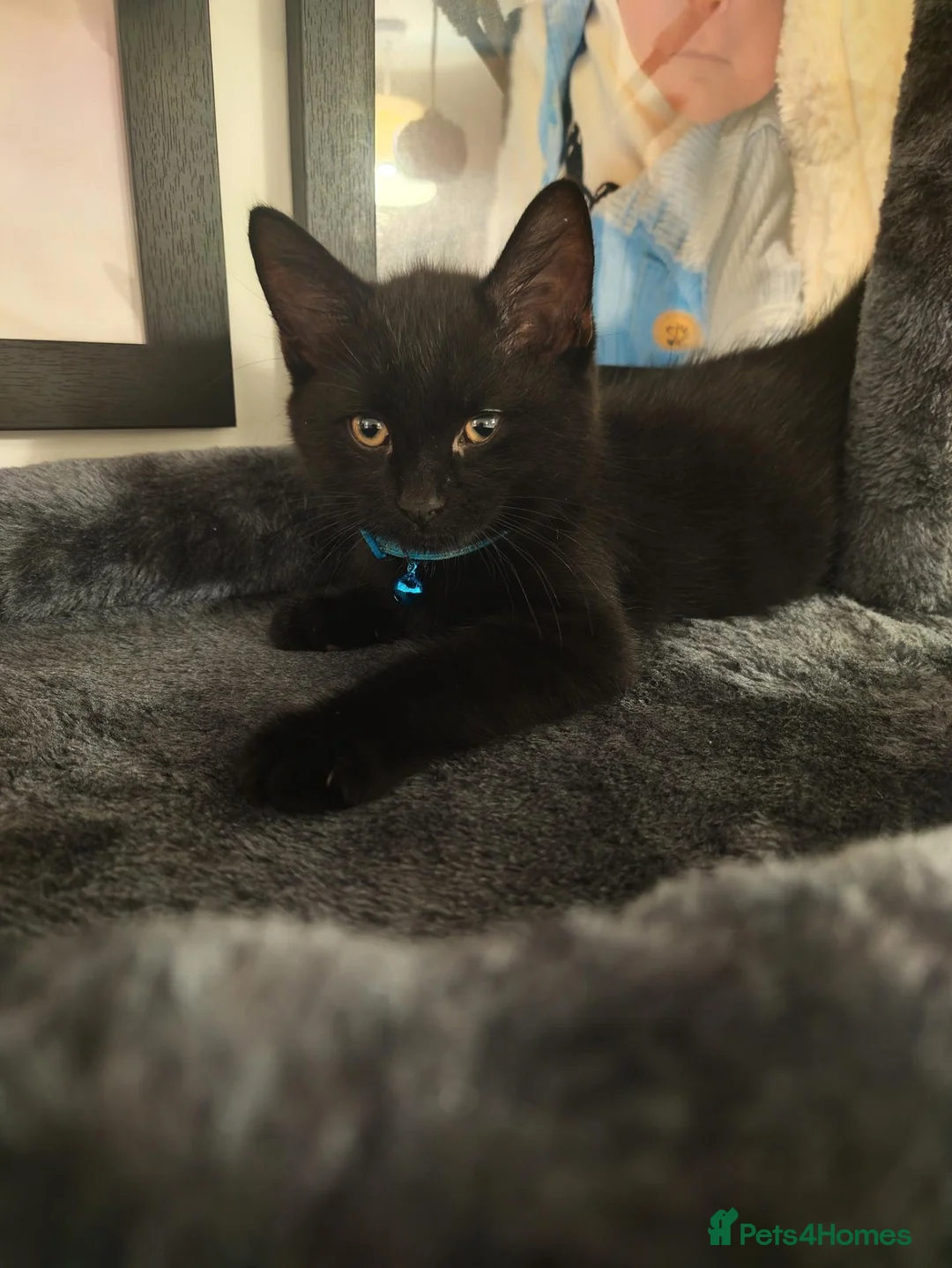 Mixed Breed cats for sale: Black Male Kitten - Advert 2