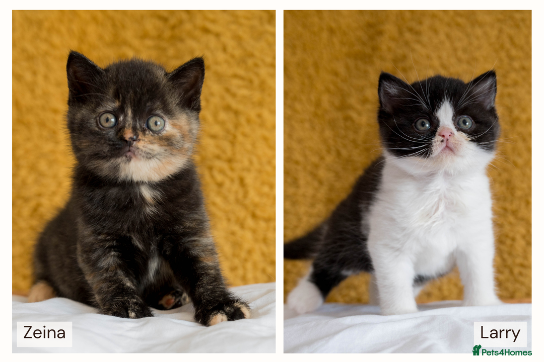 British Shorthair cats for sale: Ready this weekend, super cute BSH kittens - Image 1