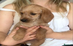 Hungarian Vizsla dogs for sale: VIZSIPOO puppies, Vizsla x Miniature Poodle - Image 23
