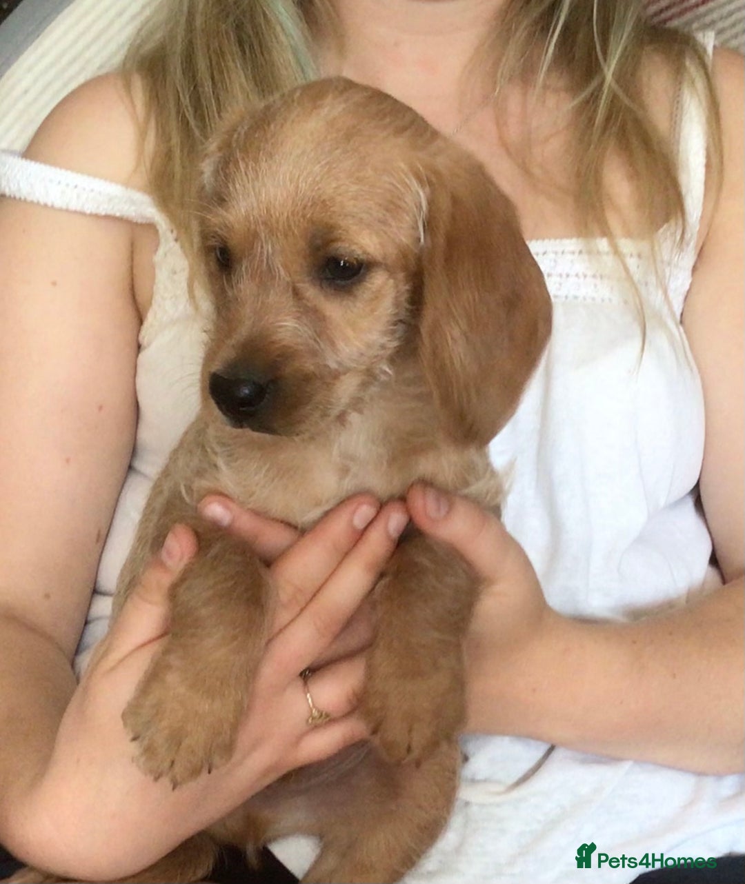 Hungarian Vizsla dogs for sale: VIZSIPOO puppies, Vizsla x Miniature Poodle - Image 23