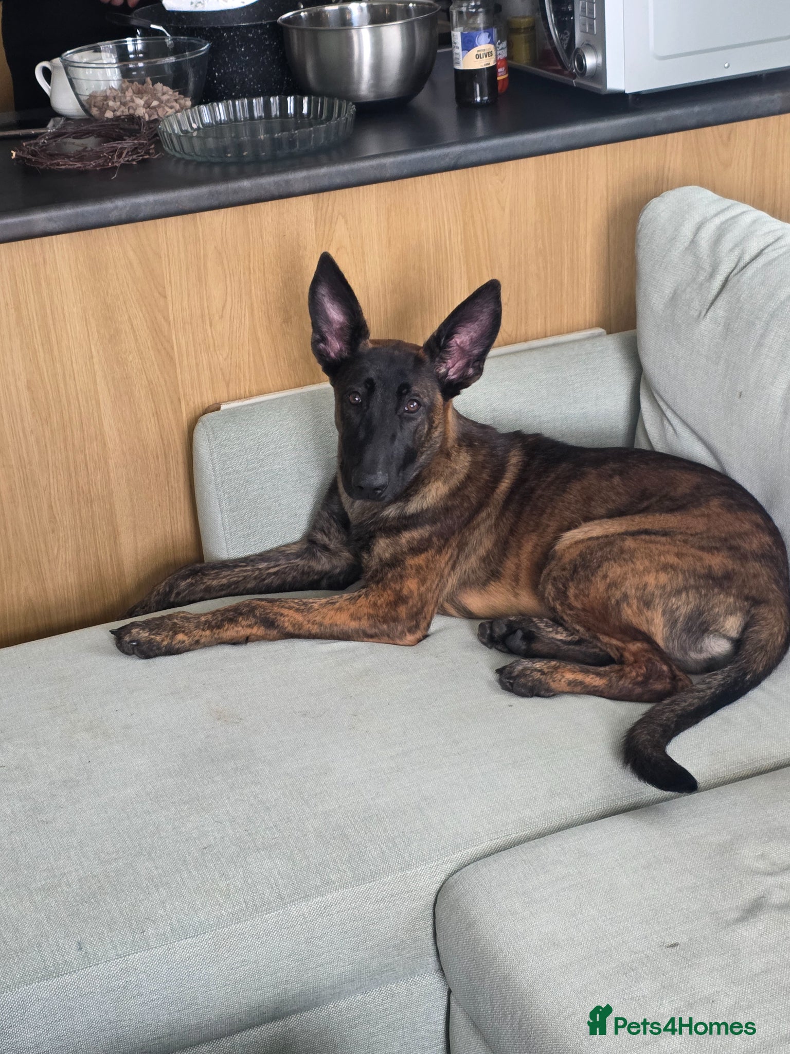 Belgian Shepherd Dog dogs Puppy for sale - Advert 3