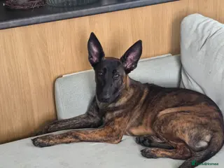 Belgian Shepherd Dog dogs Puppy for sale - Advert 3