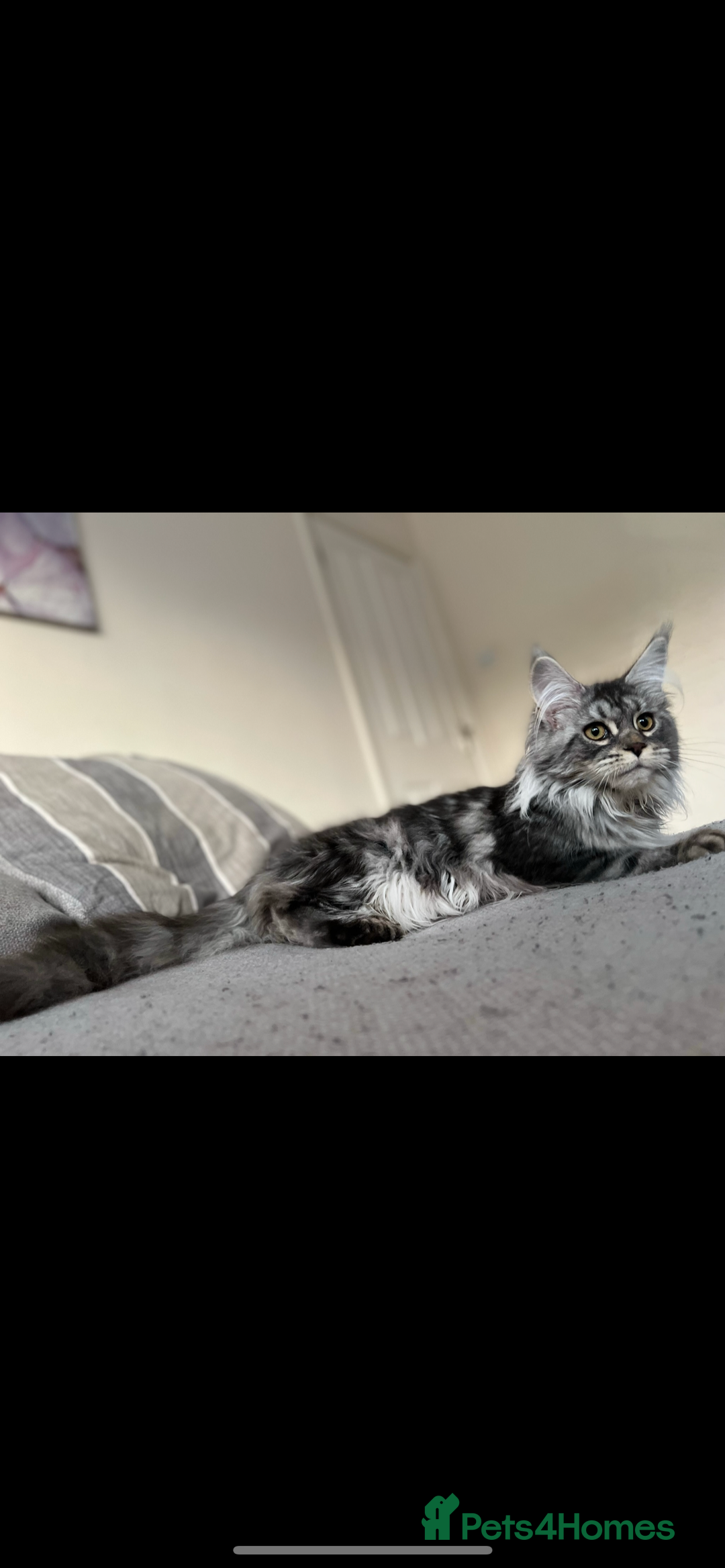 Maine Coon cats for sale: Maine Coon polydactyl (left two girls) - Advert 3