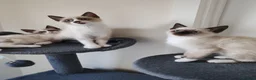 Siamese cats for sale: ❤️❤️❤️ Adorable blue-point Siamese kittens ❤️❤️❤️  - Advert 7