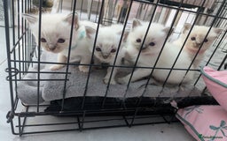 Ragdoll cats for sale: Ragdolls - Image 5