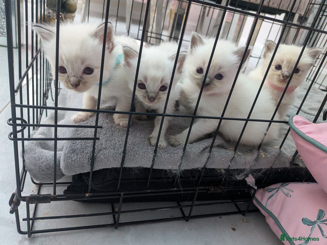 Ragdoll cats for sale: Ragdolls - Image 5