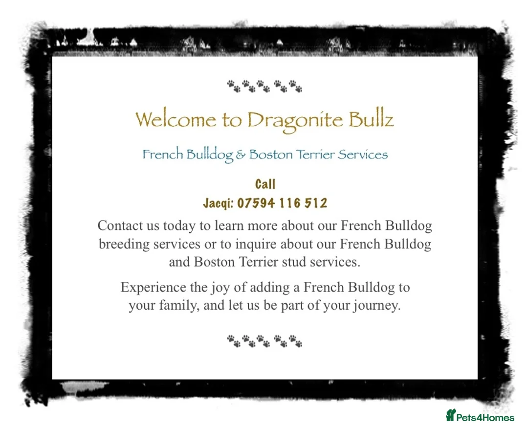 Boston Terrier dogs for stud: 🇺🇸 Boston Terrier For Stud 🇺🇸 in Croydon - Advert 24