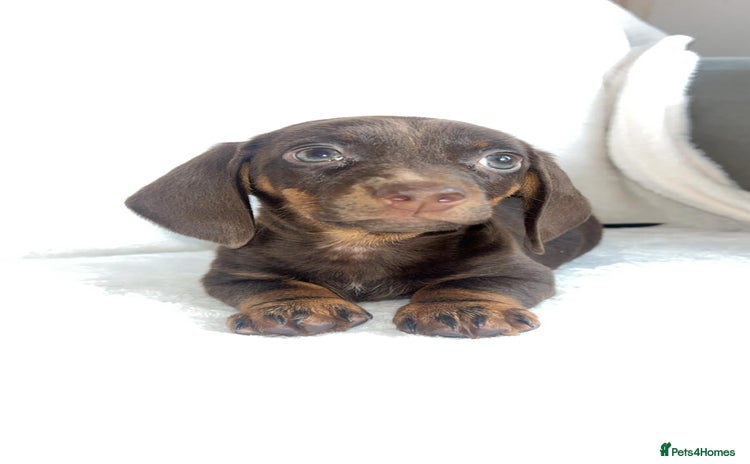 Miniature Dachshund dogs - Advert 1