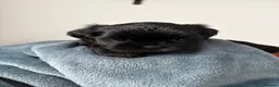 Shih Tzu dogs for sale: Shih Tzu Puppies for Sale – 4 Puppies Available 🐶 - Advert 6