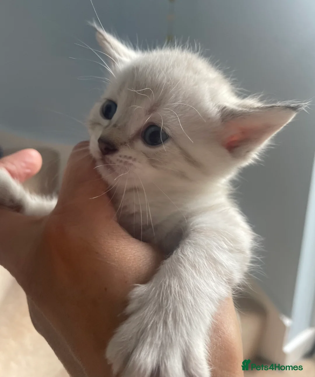 Bengal cats for sale: Beautiful Bengal kittens  in Chippenham - Advert 1