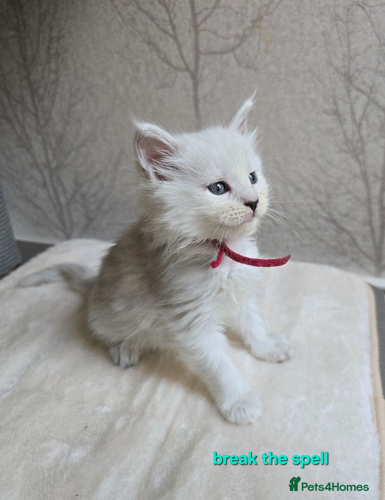 Maine Coon cats STUNNING RARE Maine Coons Shaded Shell Silver - Advert 1