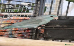 Parrots birds for sale: Available BIRDS/PARAKEETS/PARROTS  - Image 19