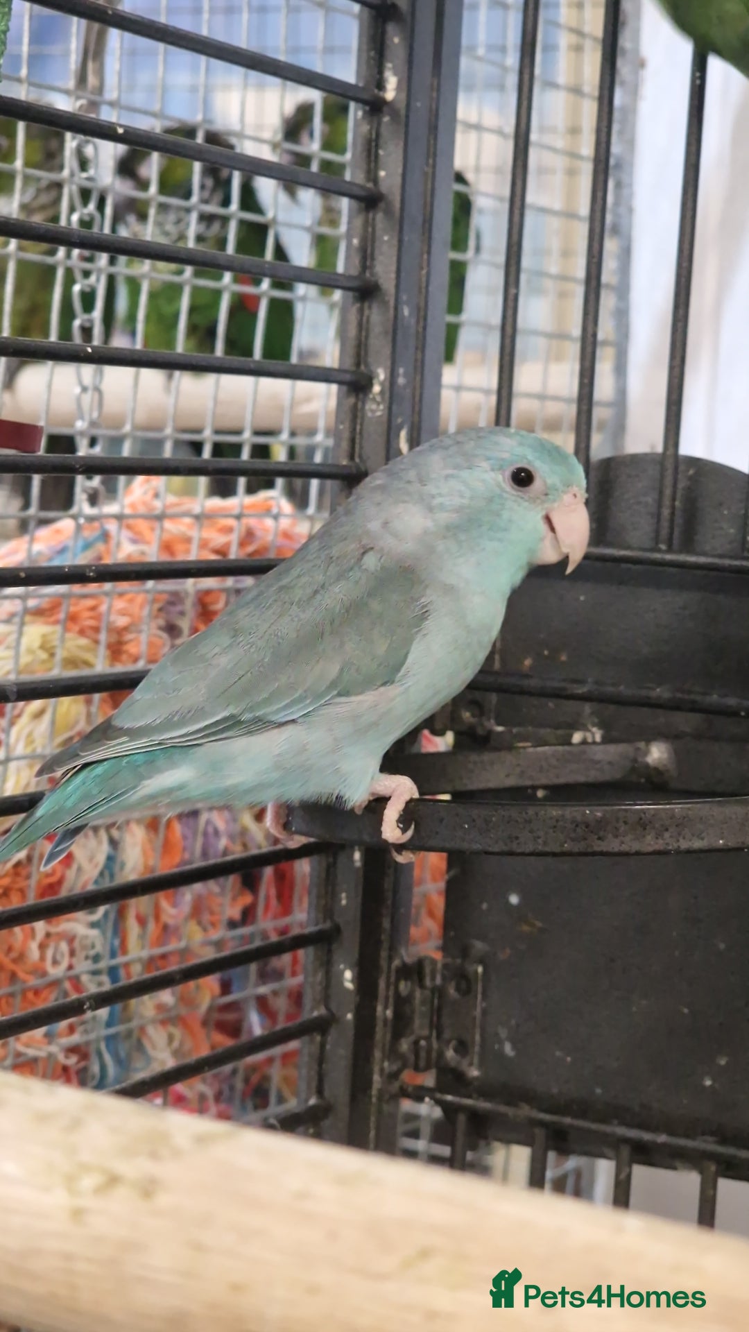 Parrots birds for sale: Available BIRDS/PARAKEETS/PARROTS  - Image 19