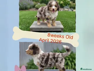 Cockapoo dogs ❤️ cockapoo puppies 8 WEEKS OLD & READY NOW 🐶 - Advert 2