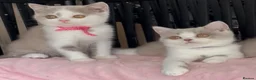 British Shorthair cats for sale: Beautiful Champion line BSH two girls  - Advert 3