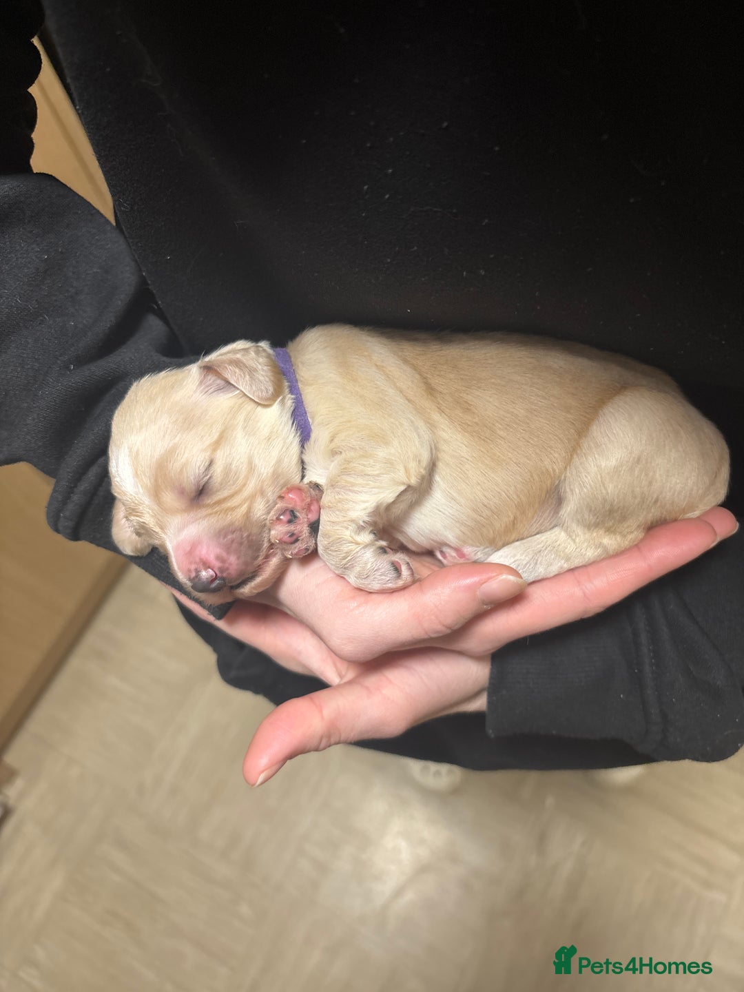 Cocker Spaniel dogs for sale: Cocker Spaniel Puppies - Advert 9