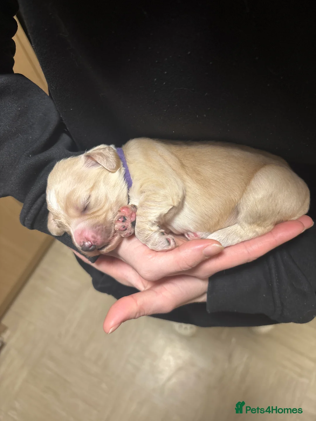 Cocker Spaniel dogs for sale: Working Cocker Spaniel Puppies - Advert 16