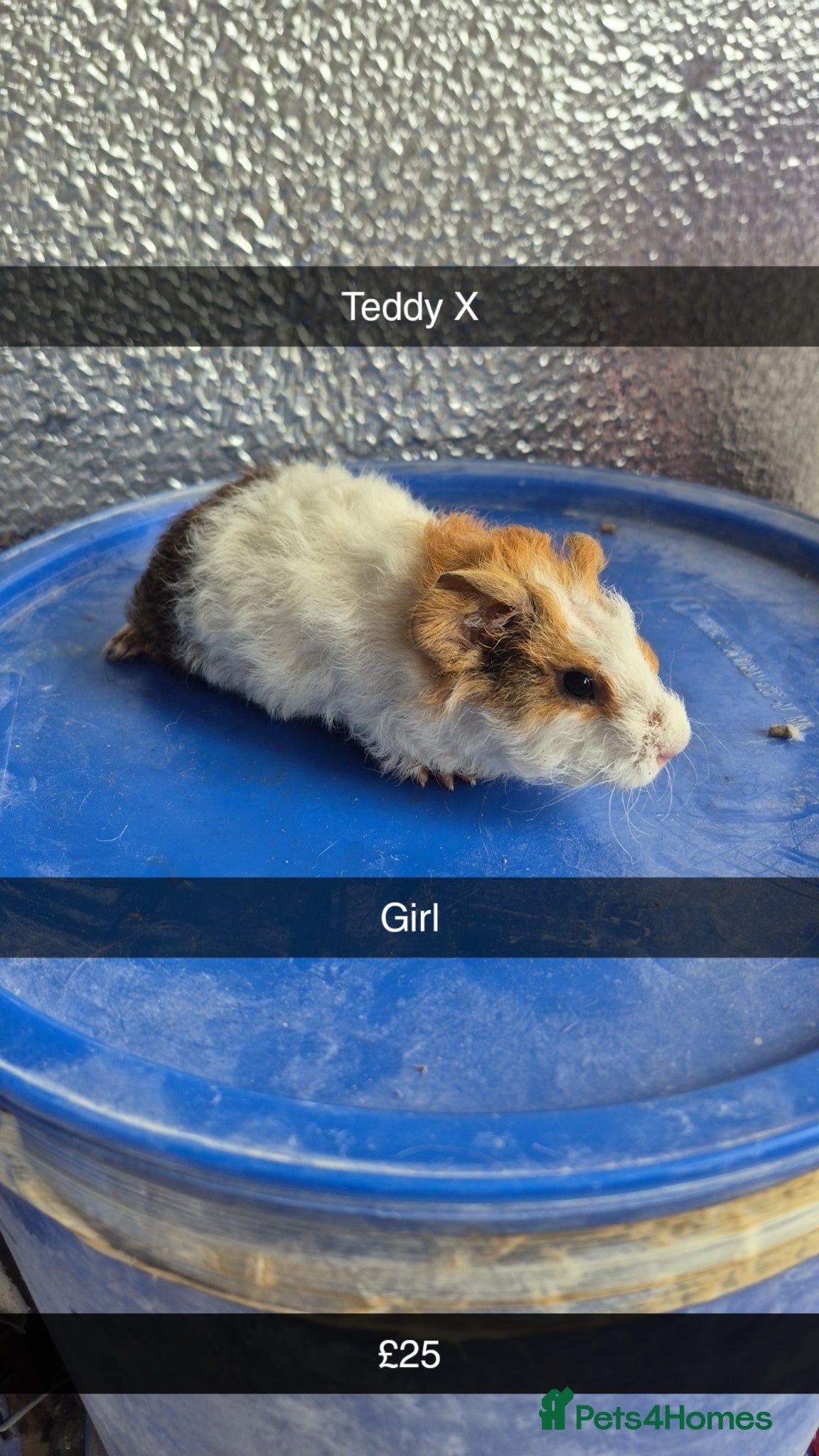 Guinea Pig rodents Baby Guniea Pigs  - Advert 1