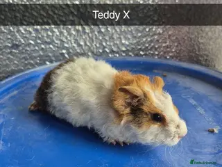 Guinea Pig rodents for sale: Baby Guniea Pigs - Advert 1