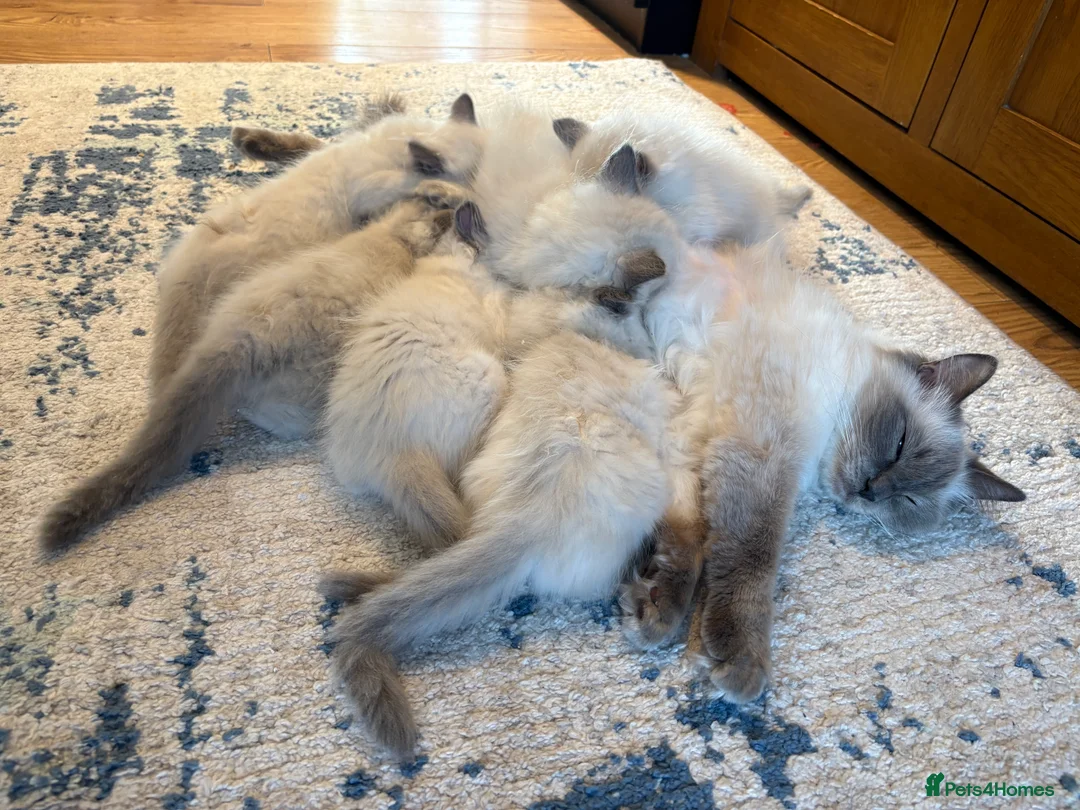 Ragdoll cats for sale: RAGDOLL kittens 3xBOYS, 3xGIRLS - Advert 2