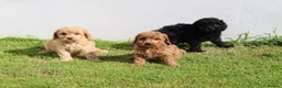 Cockapoo dogs for sale: Beautiful Cockapoo puppies for sale  in Llanelli - Advert 20