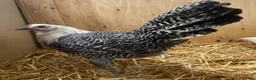 Chickens poultry for sale: Silver Campine  - Advert 1