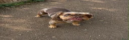 Olde English Bulldogge dogs for sale: Special home for beautiful bulldog - Advert 9