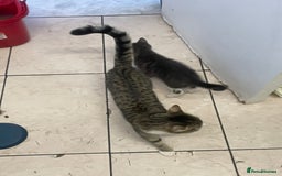 Domestic Shorthair cats for sale: Adorable Grey & White Kitten Looking for a home. - Image 6