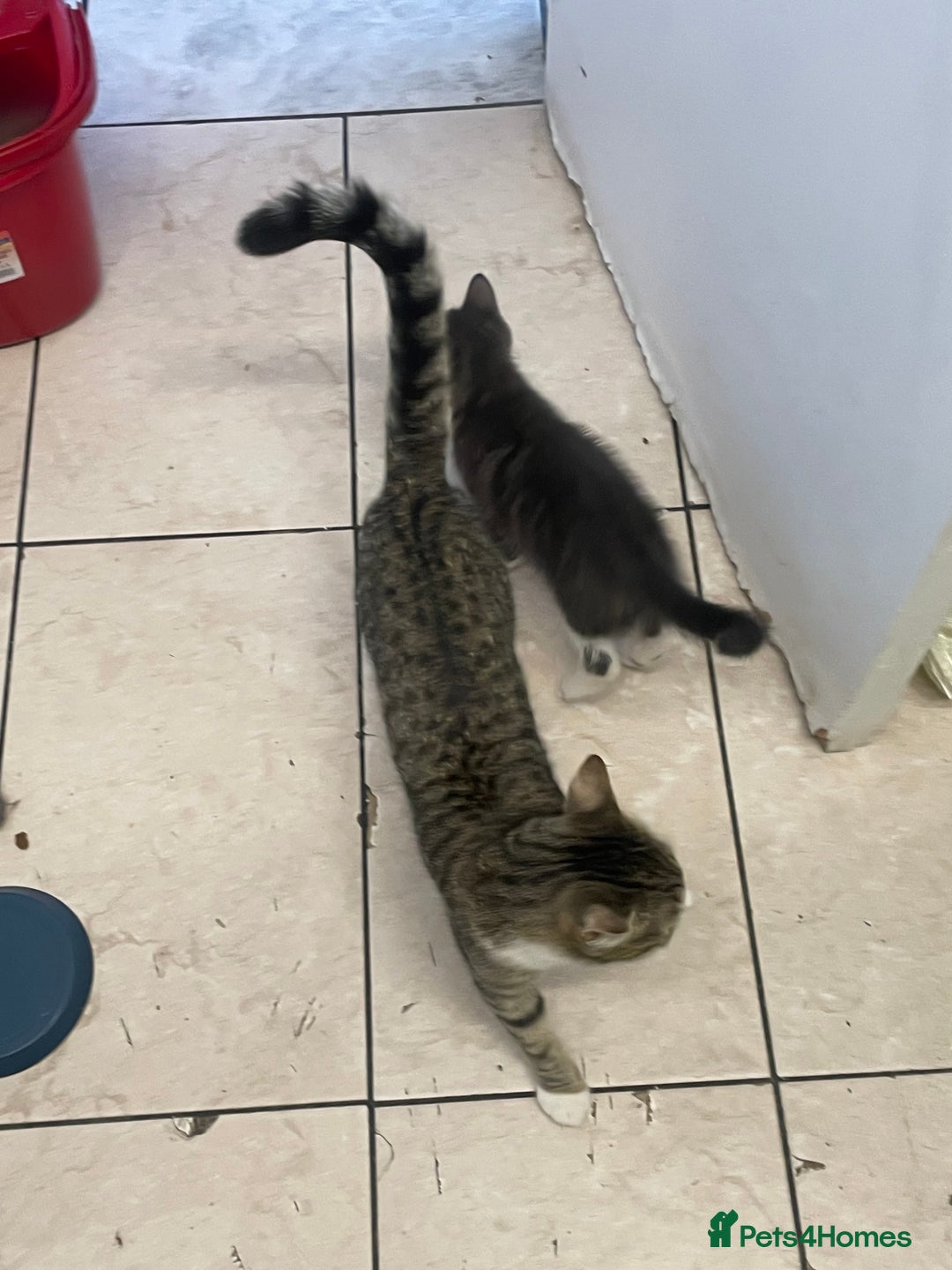 Domestic Shorthair cats for sale: Adorable Grey & White Kitten Looking for a home. - Image 6