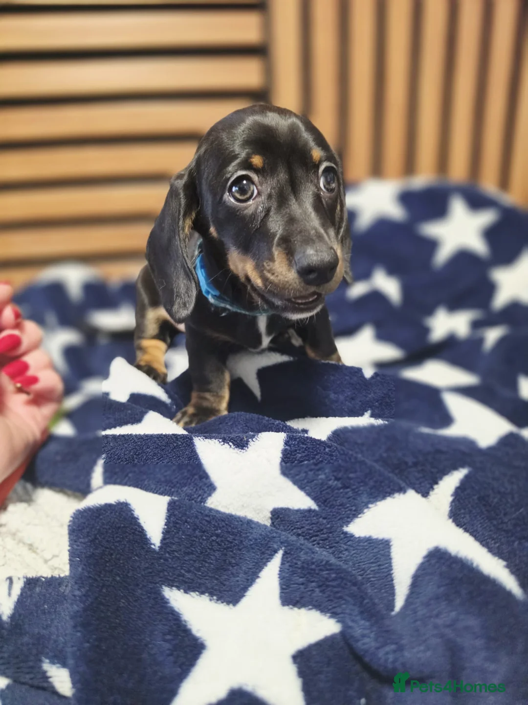 Dachshund dogs for sale: 6 Beautiful Dachshunds pups - Advert 8