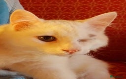 Mixed Breed cats for adoption: LUKI TURKISH ANGORA / JUNO SHORT HAIR BONDED PAIR  - Image 4