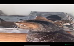 Domestic Shorthair cats for sale: 4 kittens, short haired - Image 9