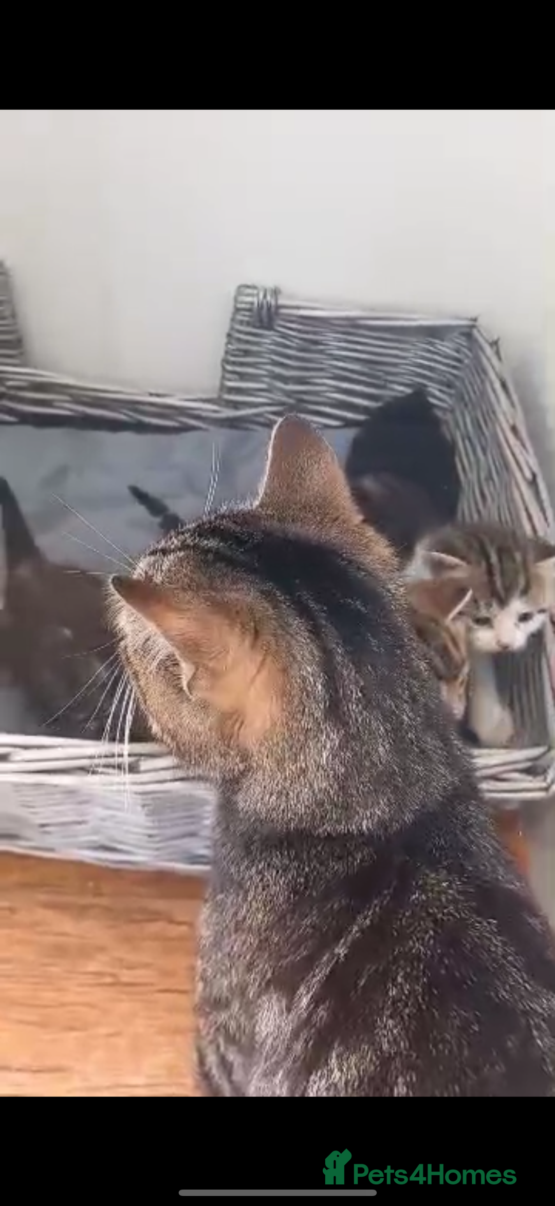 Domestic Shorthair cats for sale: 4 kittens, short haired - Image 9