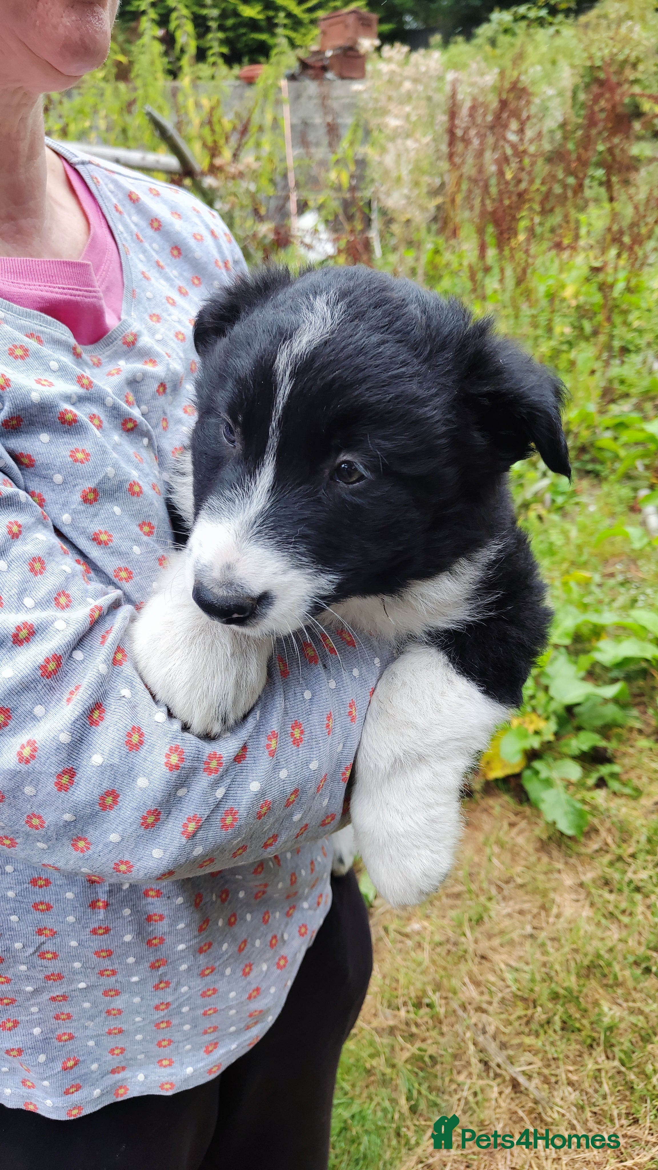 Border Collie dogs Border Collie Pups  - Advert 2