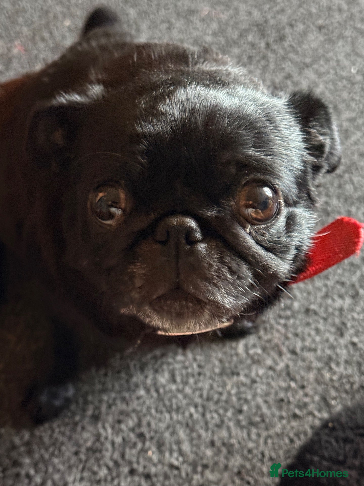 Pug dogs Shadow  - Advert 3