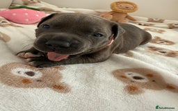 Staffordshire Bull Terrier dogs for sale: Beautiful puppies Staffordshire bull terrier  - Image 6