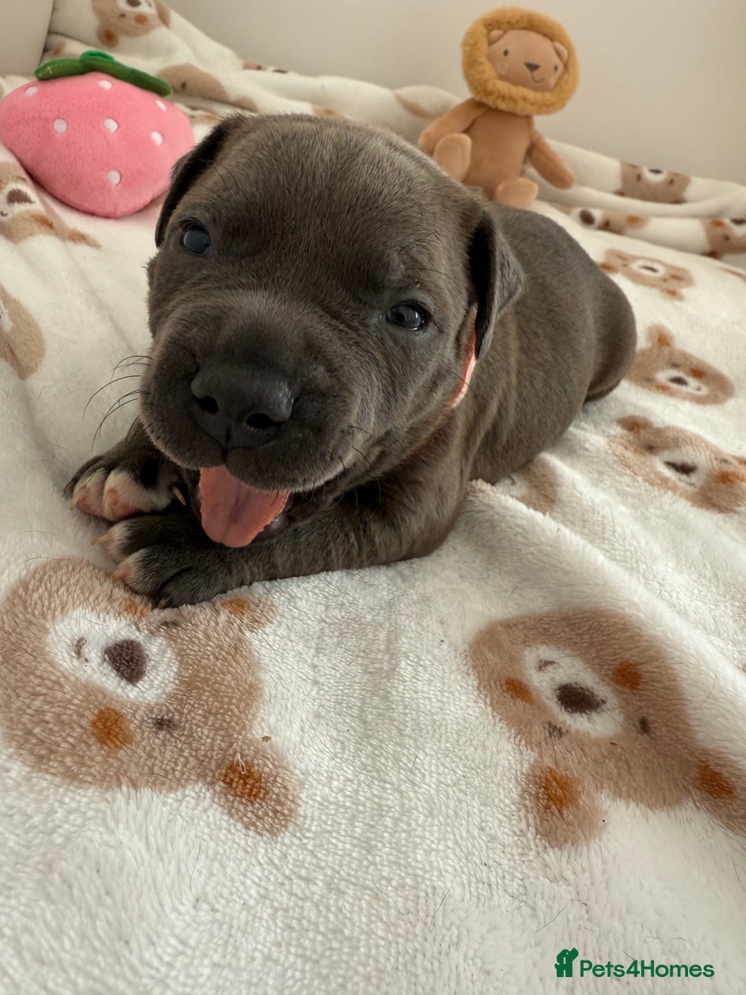 Staffordshire Bull Terrier dogs for sale: Beautiful puppies Staffordshire bull terrier  - Image 6