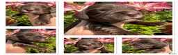 Cocker Spaniel dogs for sale: Stunning cocker pups excellent health testing  - Advert 6