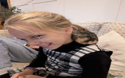 Tan rabbits for sale: Beautiful baby GUINEA PIGS - Image 10