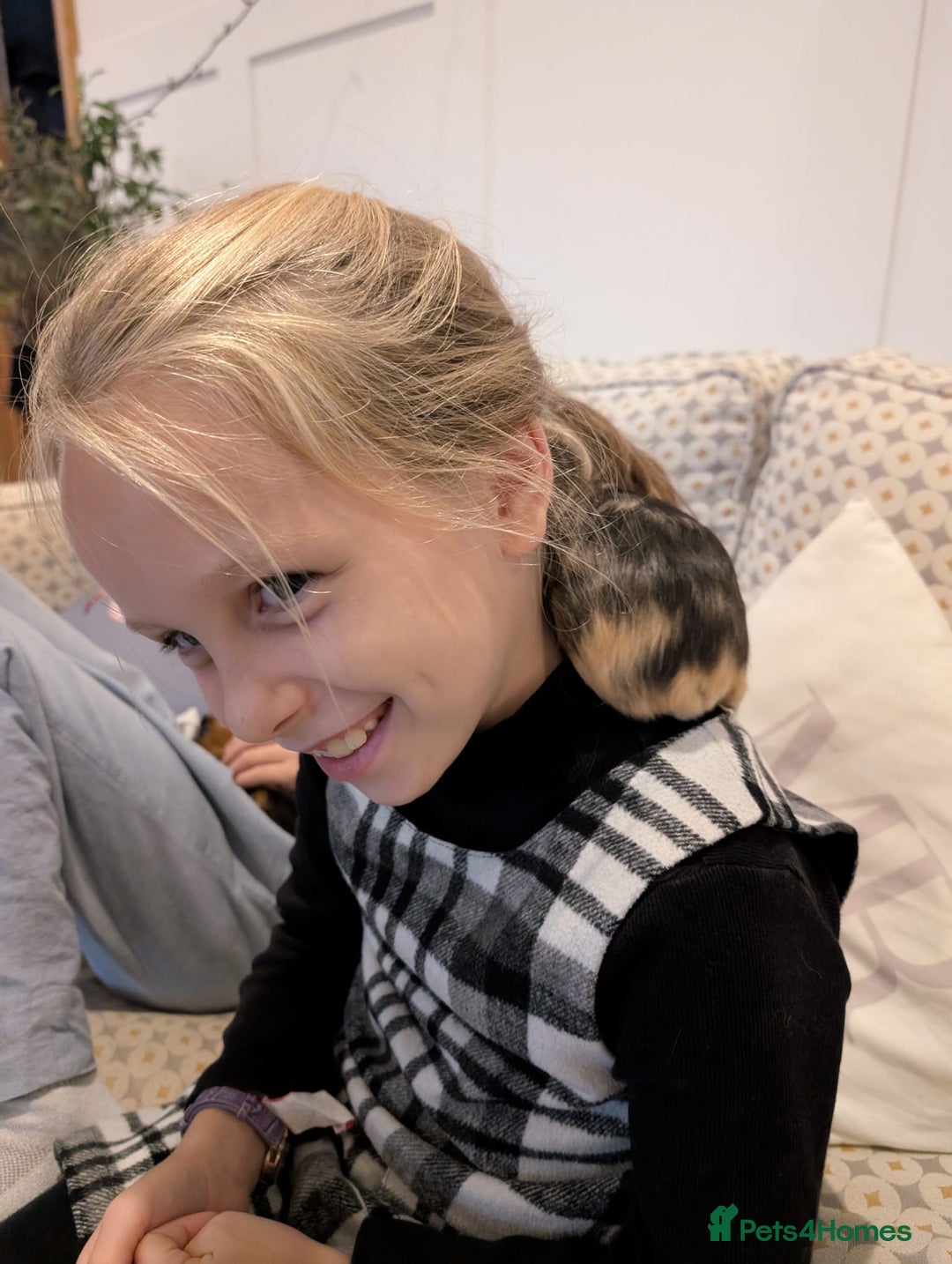 Tan rabbits for sale: Beautiful baby GUINEA PIGS - Image 10