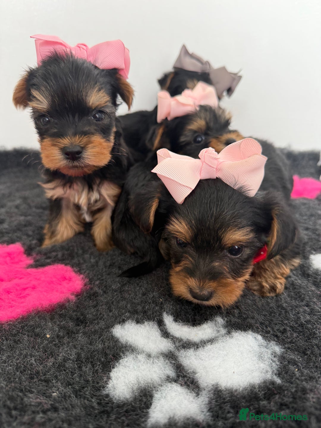 Yorkshire Terrier dogs for sale: Yorkshire Terrier Puppy 5 - 6 beautiful Yorkshire terriers  - Image 14