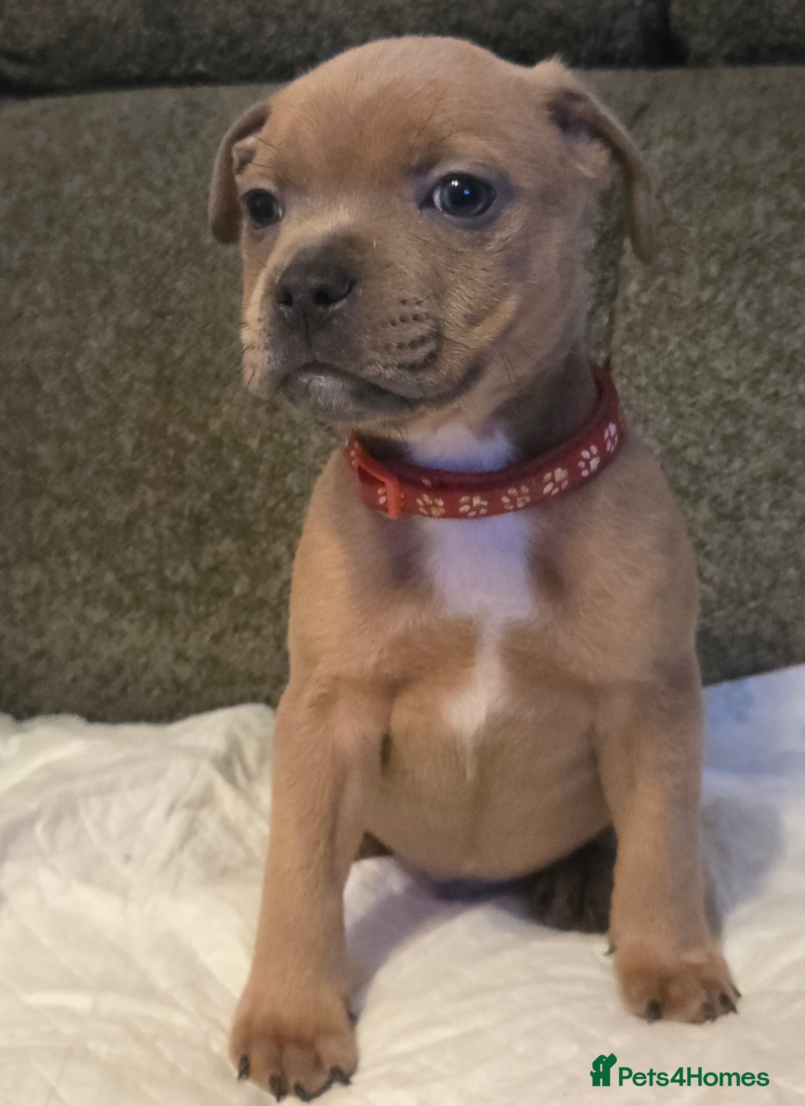 Staffordshire Bull Terrier dogs Red blue brindle Puppys Staffordshire bull terier  - Advert 3